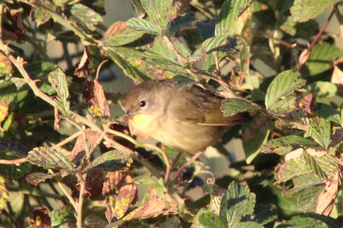 Common Yellowthroat - ML642984630