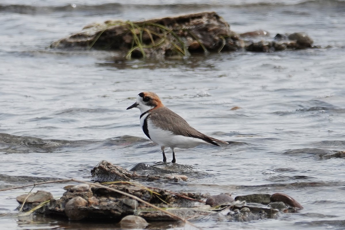 Two-banded Plover - ML642984631