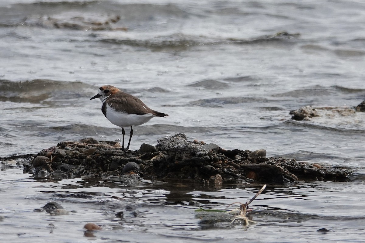 Two-banded Plover - ML642984632