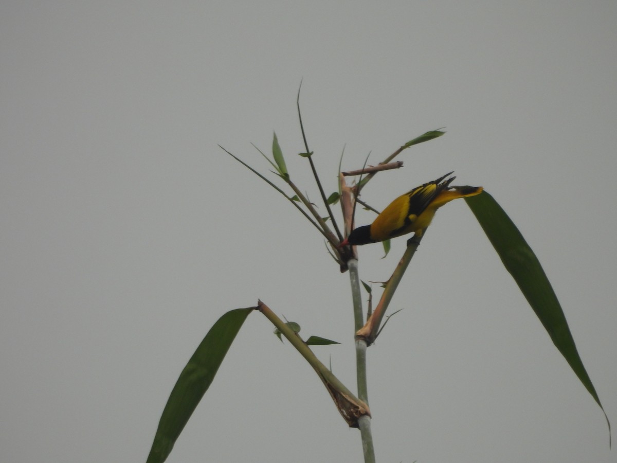 Black-hooded Oriole - ML642984633