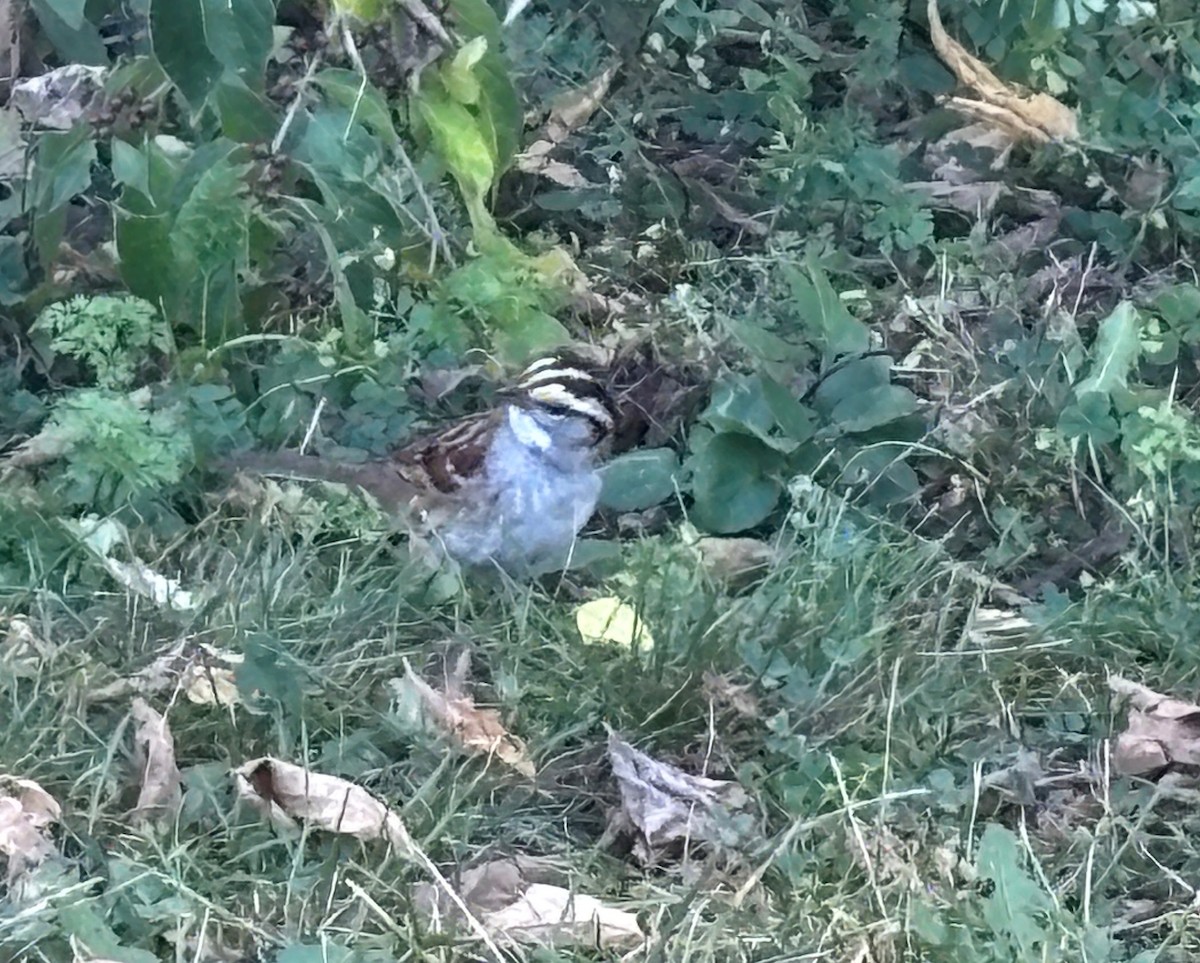 White-throated Sparrow - ML642984634