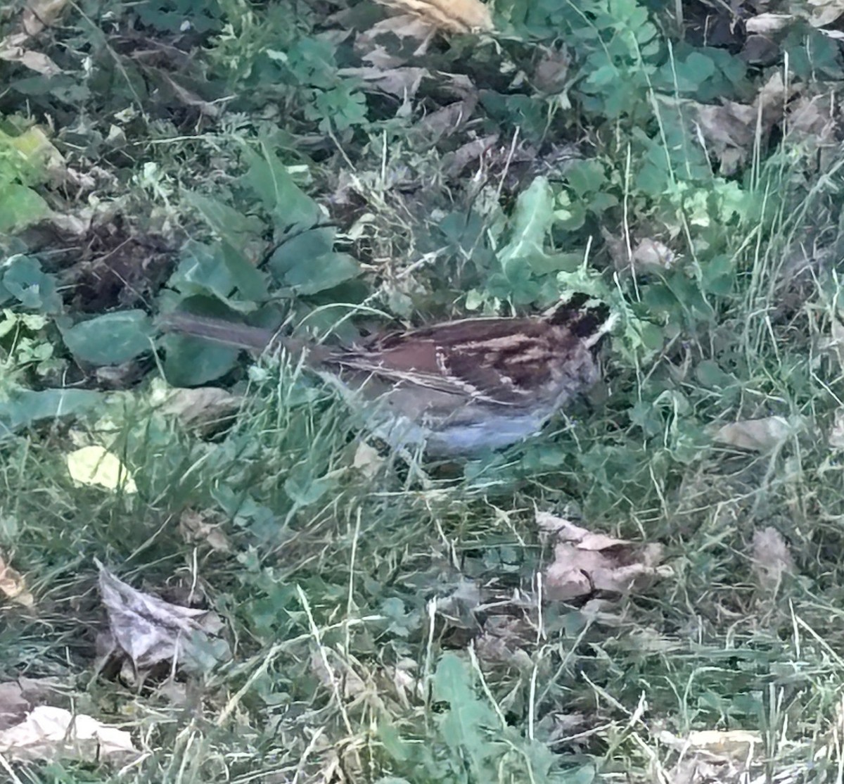White-throated Sparrow - ML642984642