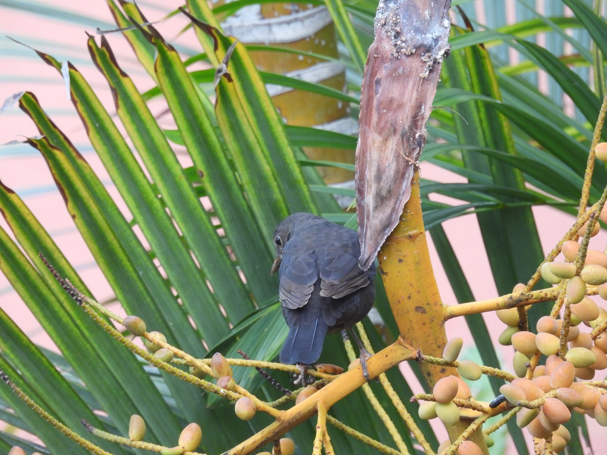 Eurasian Blackbird - ML642984644