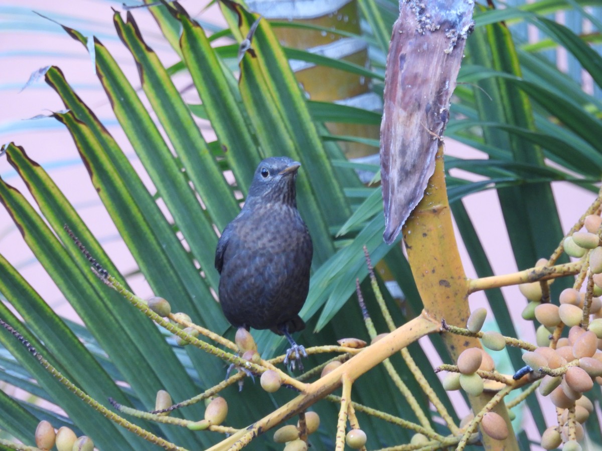 Eurasian Blackbird - ML642984645