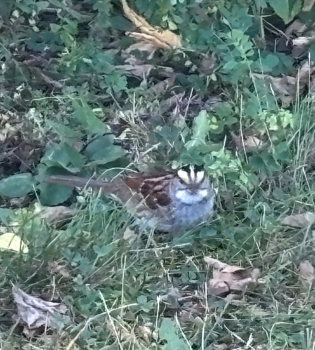 White-throated Sparrow - ML642984652