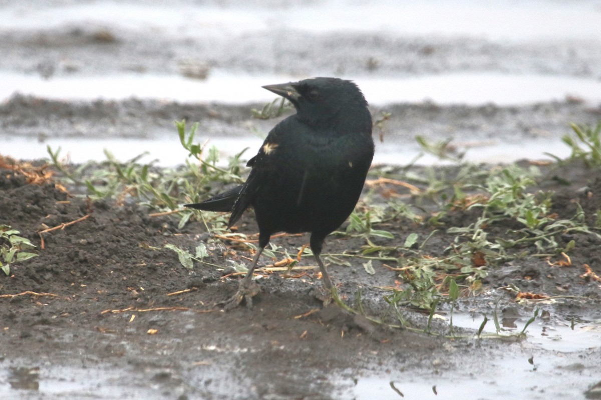 Tricolored Blackbird - ML642984653