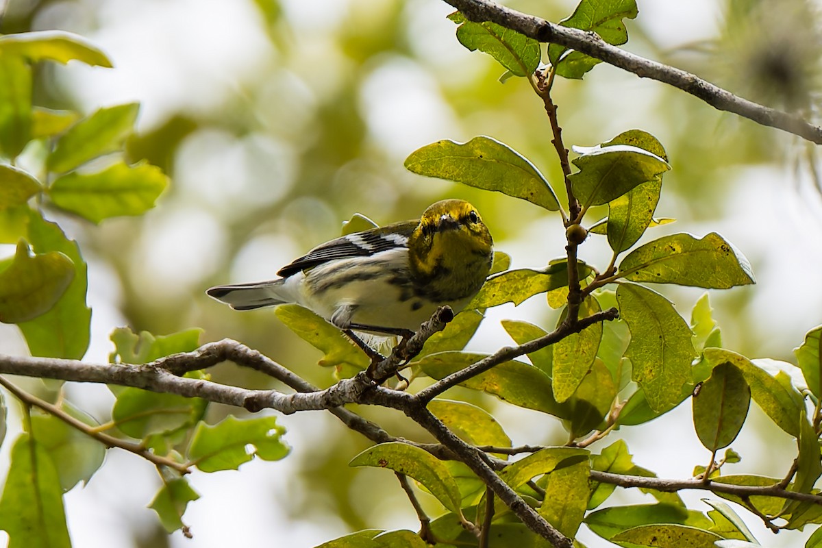 Black-throated Green Warbler - ML642984657