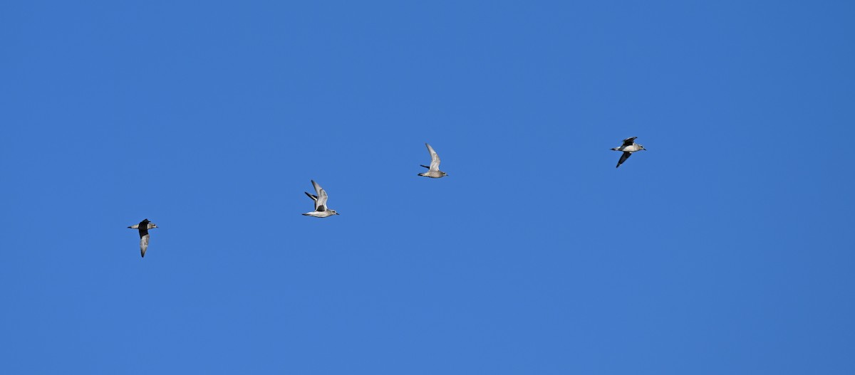 American Golden-Plover - ML642984658
