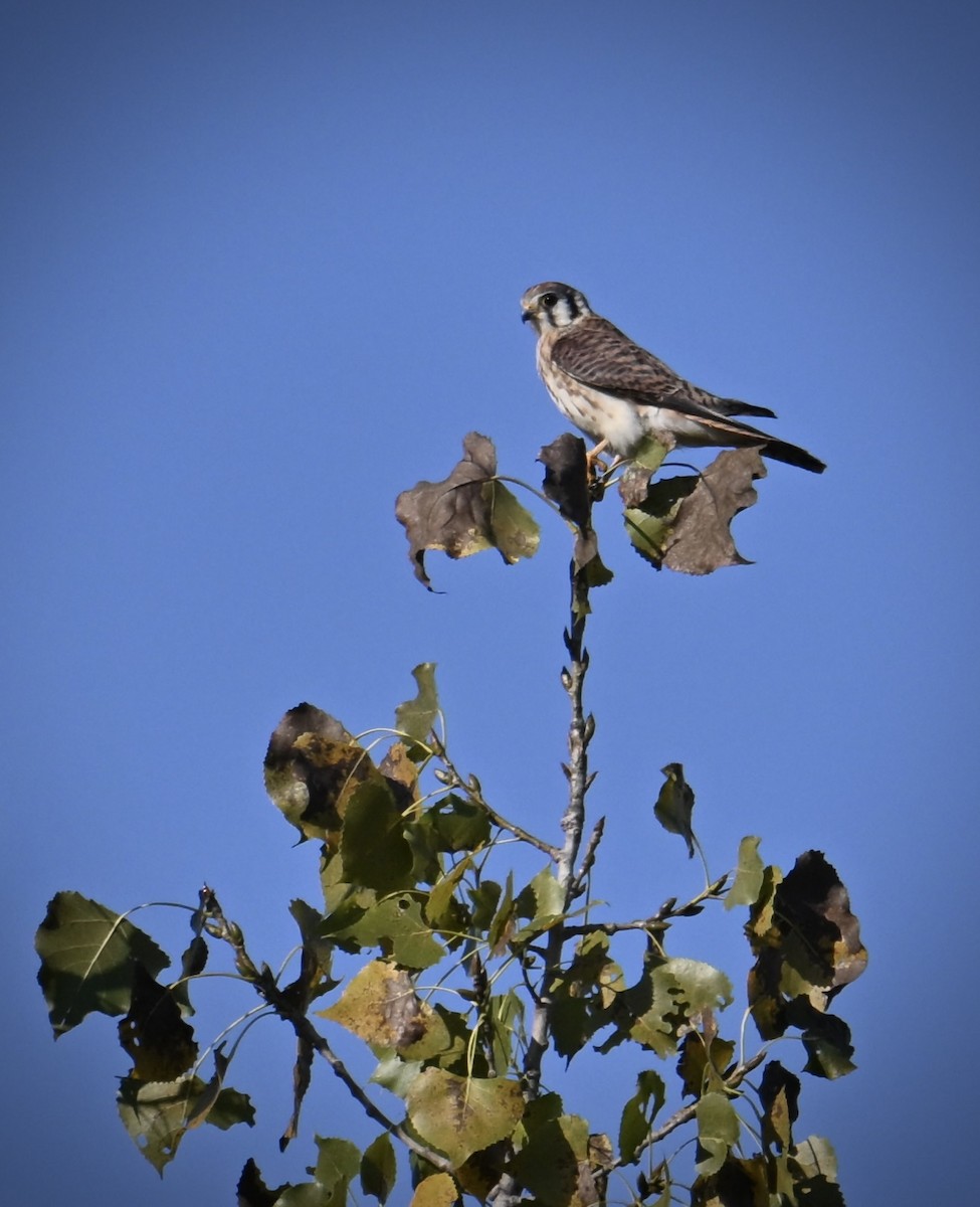 American Kestrel - ML642984659