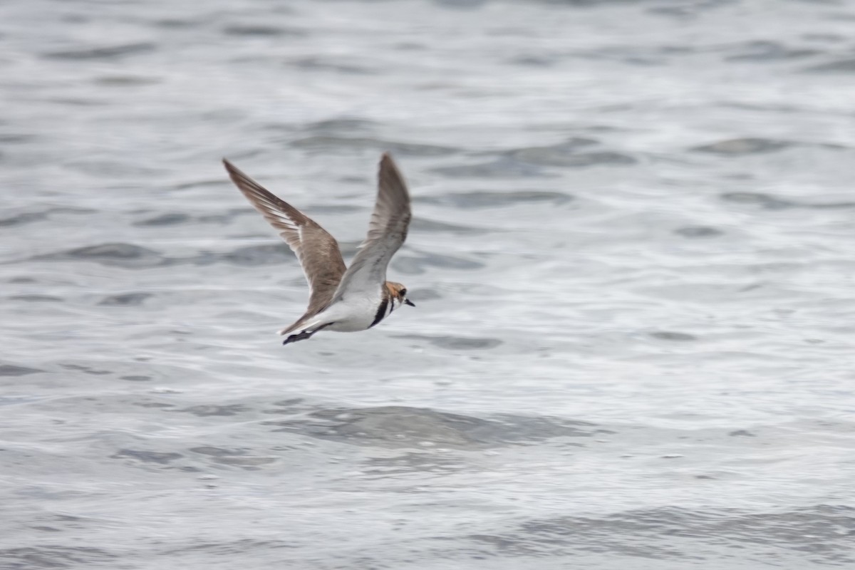 Two-banded Plover - ML642984662