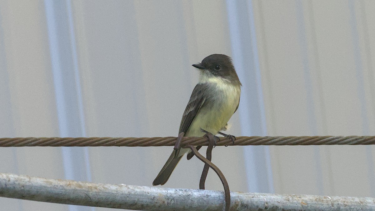 Eastern Phoebe - ML642984663