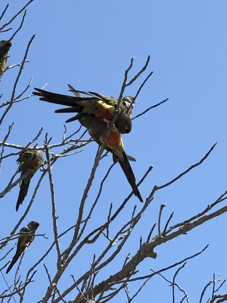 Burrowing Parakeet - ML642984667