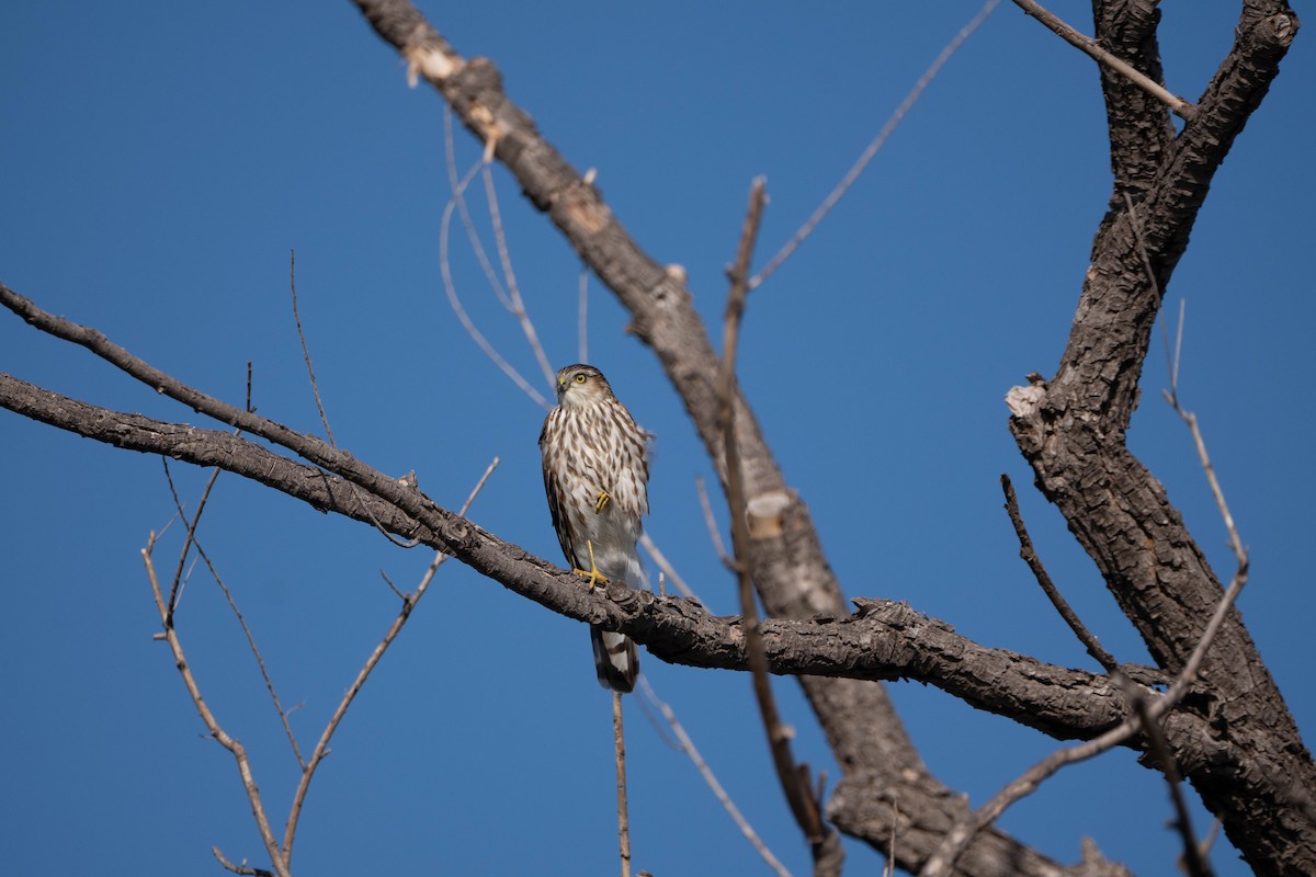 Cooper's Hawk - ML642984669