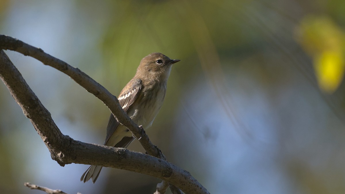 Yellow-rumped Warbler (Myrtle) - ML642984670