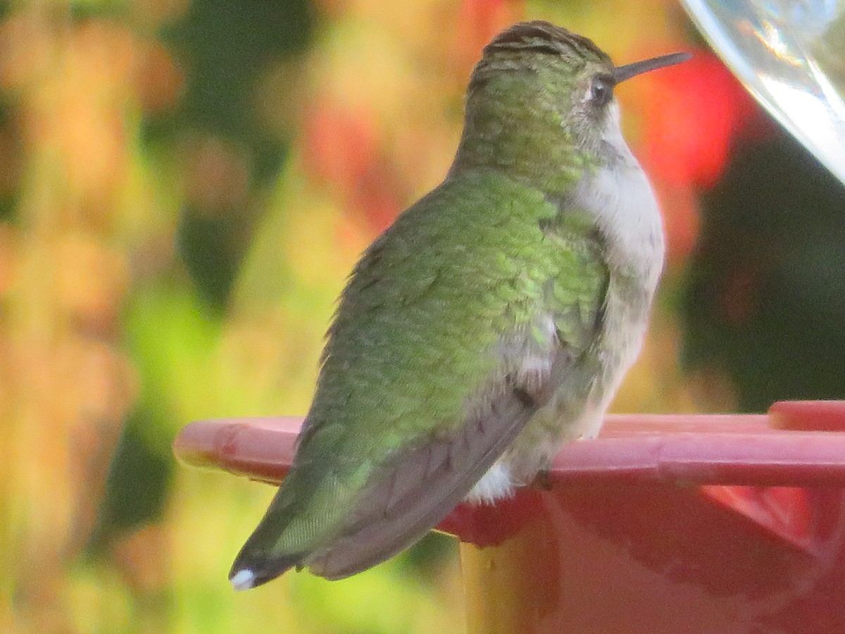 Ruby-throated Hummingbird - ML642984673