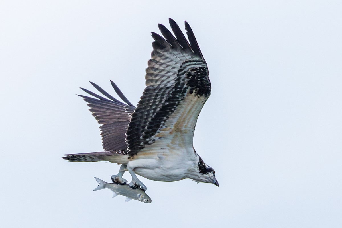 魚鷹 - ML642984678