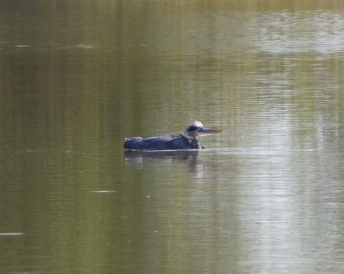Great Blue Heron - ML642984681