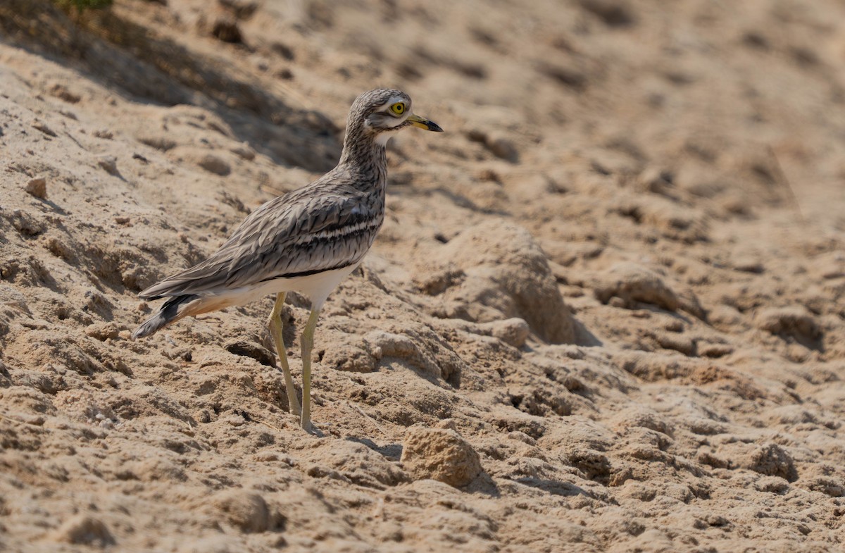 Eurasian Thick-knee - ML642984689