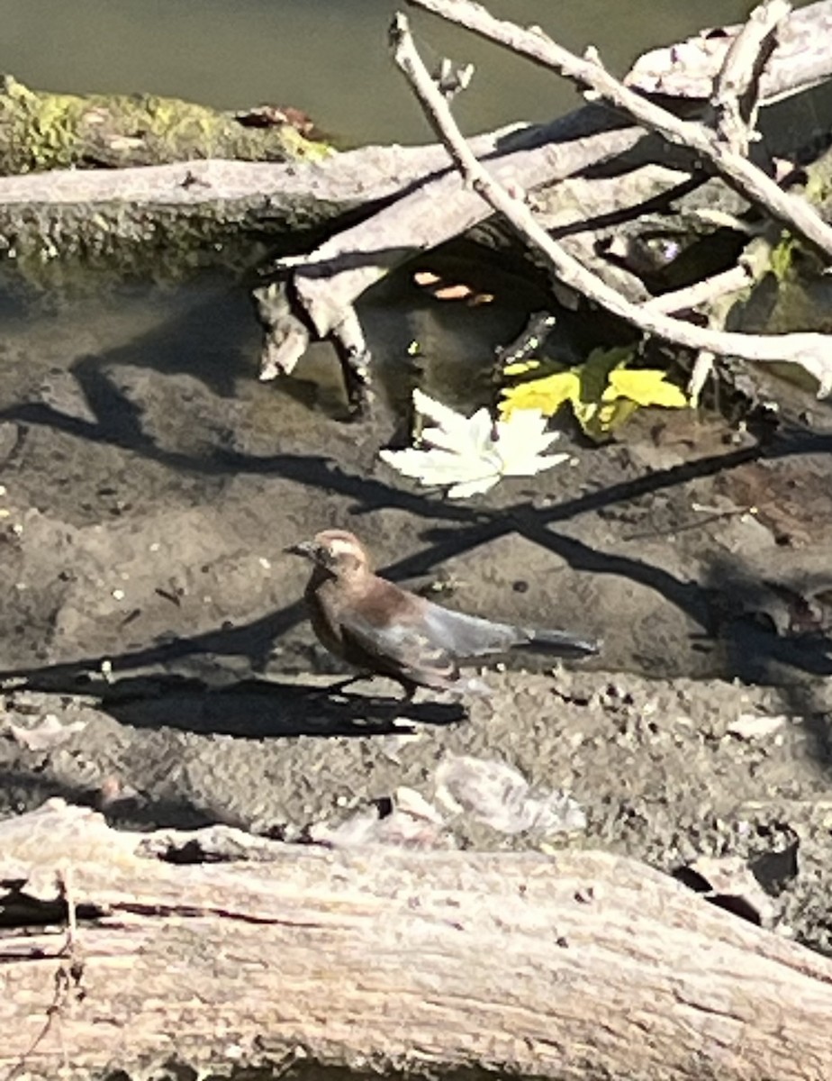 Rusty Blackbird - ML642984692