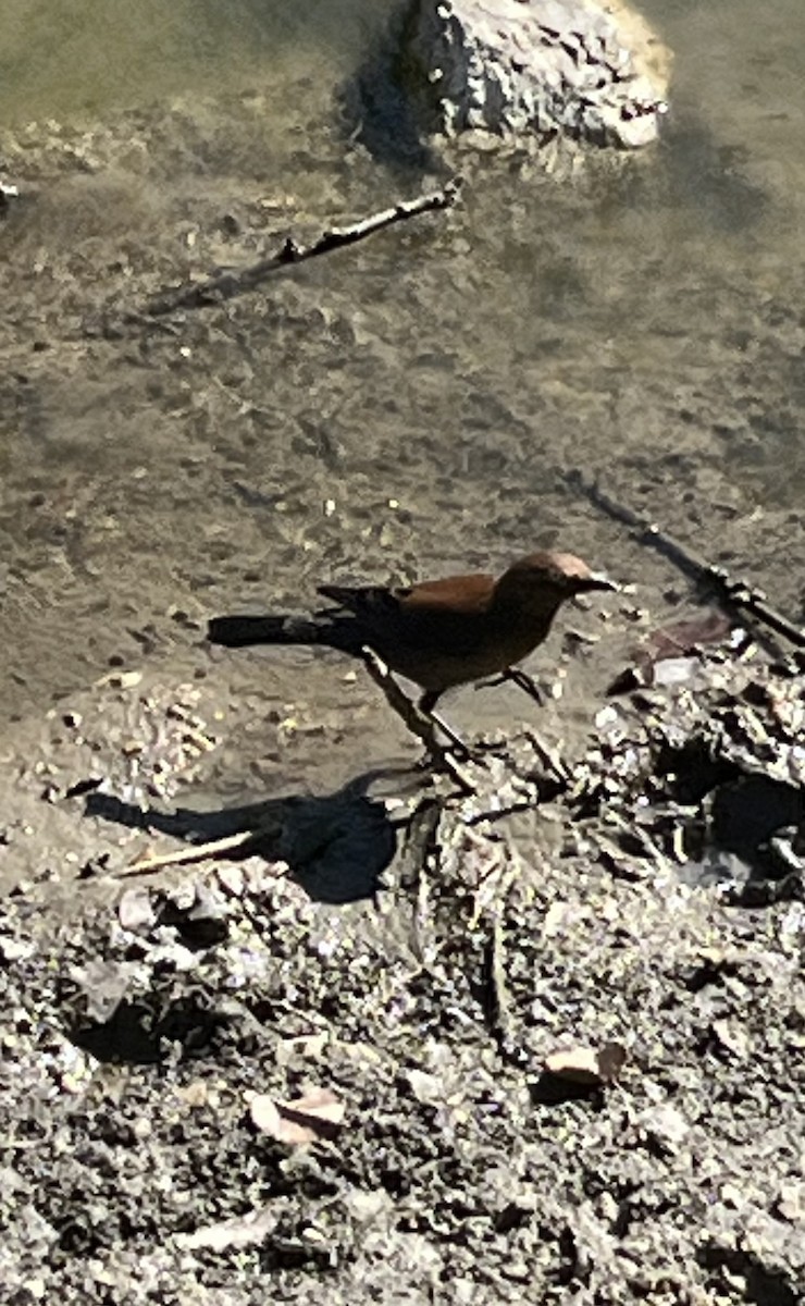 Rusty Blackbird - ML642984693