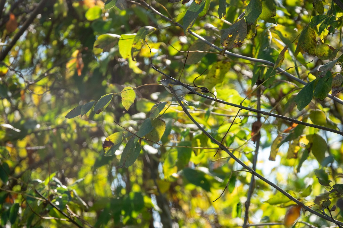 American Redstart - ML642984702