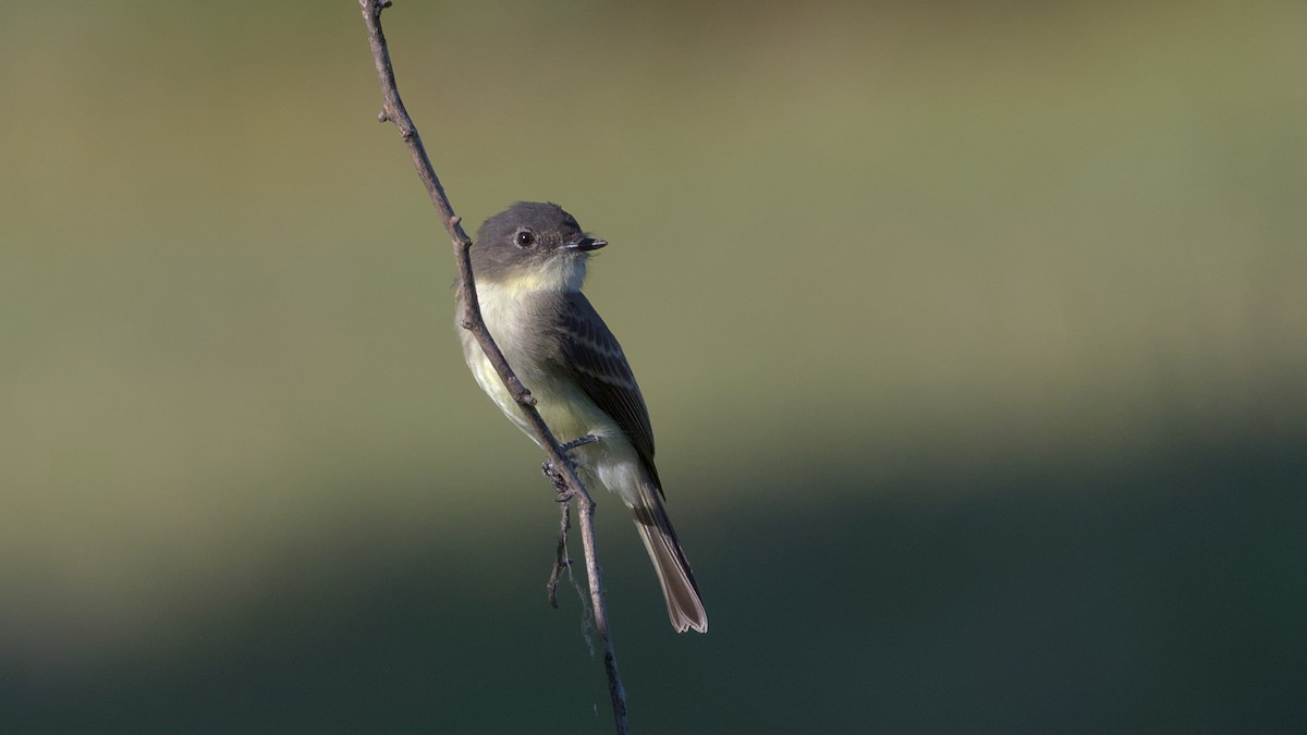Eastern Phoebe - ML642984707