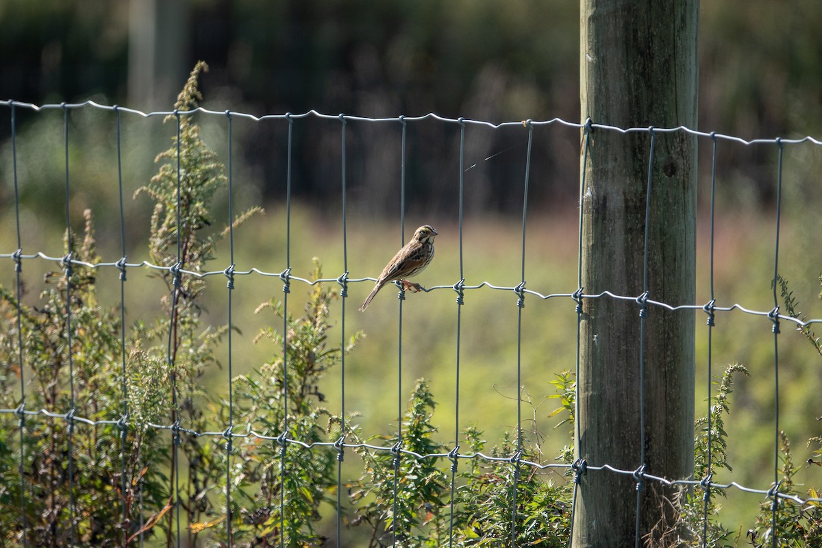 Savannah Sparrow - ML642984708
