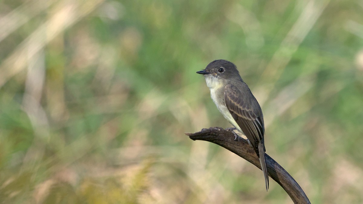Eastern Phoebe - ML642984710