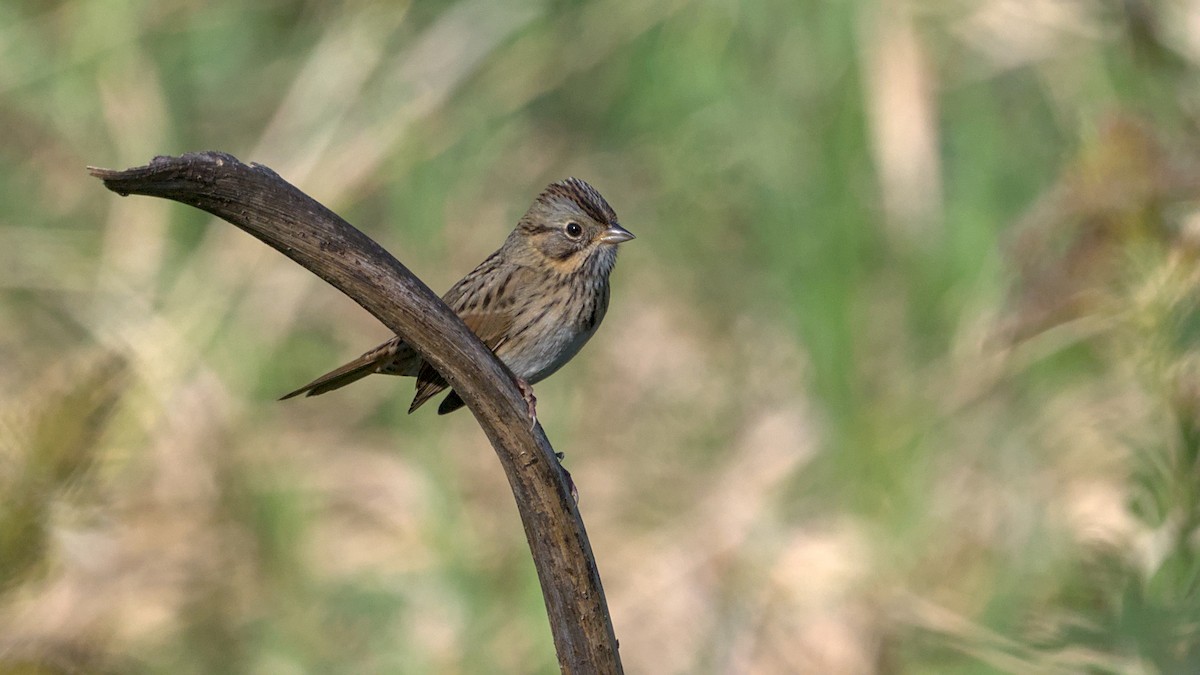 Lincoln's Sparrow - ML642984729