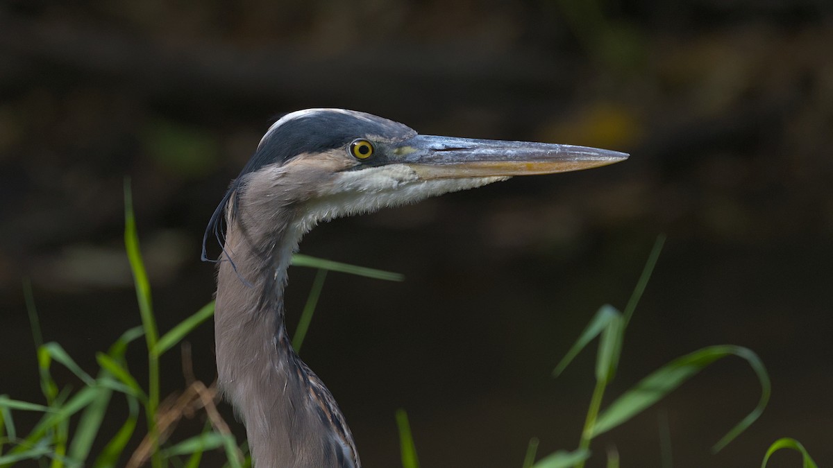 Great Blue Heron - ML642984750