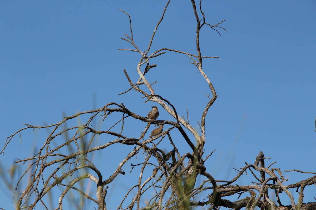 Curve-billed Thrasher - ML642984751