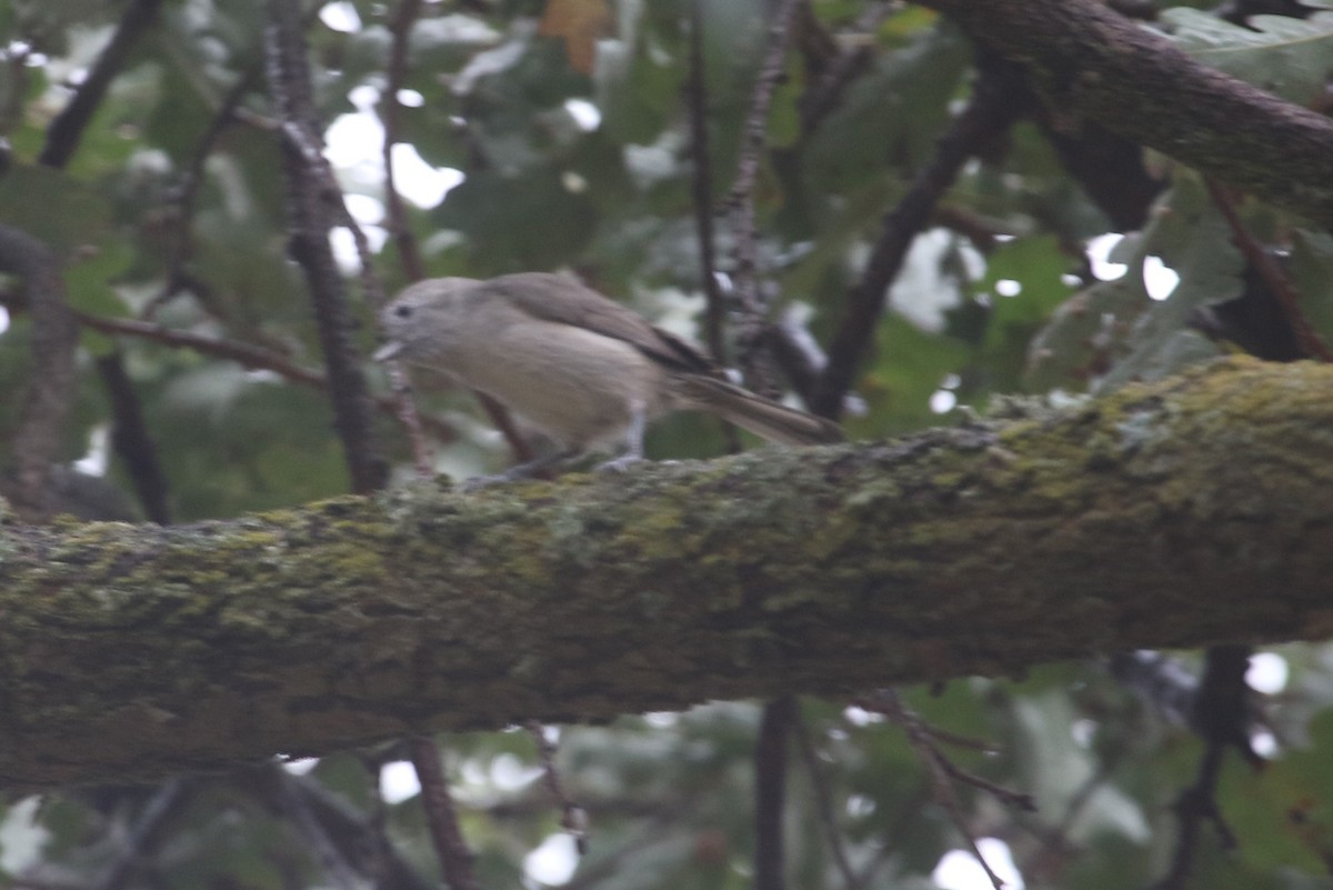 Oak Titmouse - ML642984752