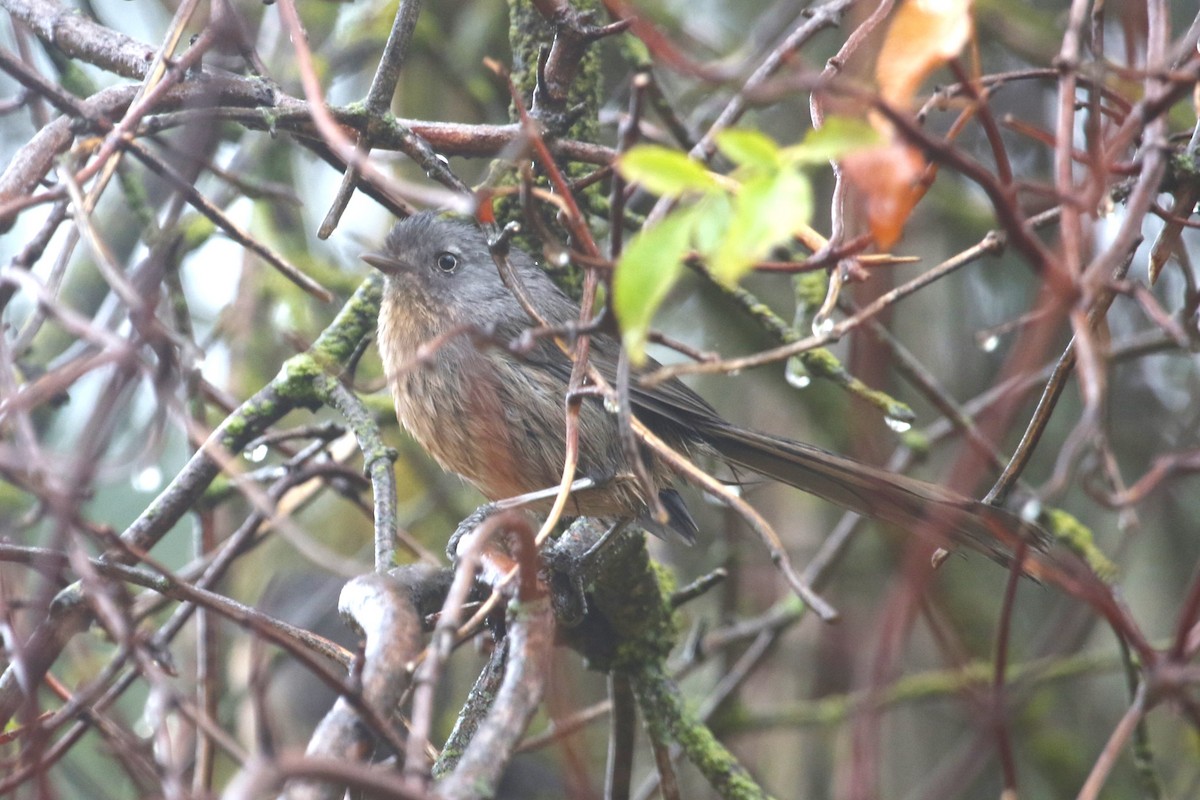 Wrentit - ML642984758