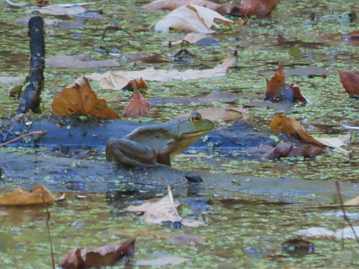 Green Frog - ML642984759