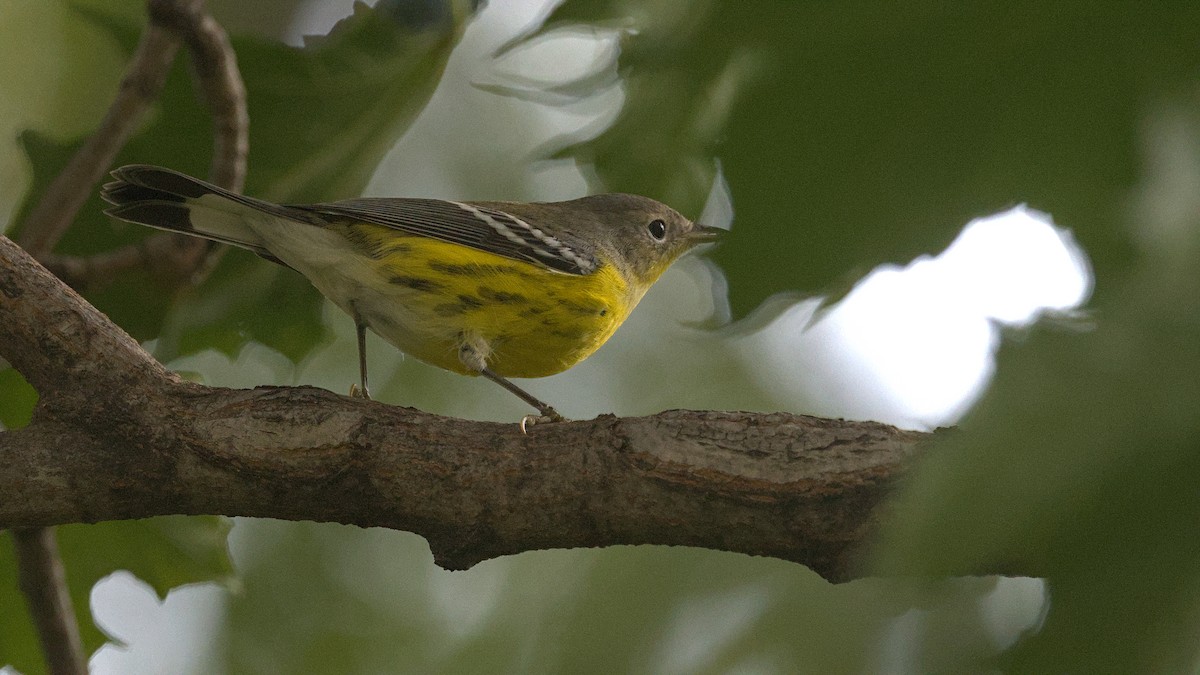 Magnolia Warbler - ML642984760