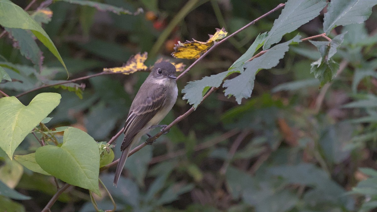 Eastern Phoebe - ML642984777