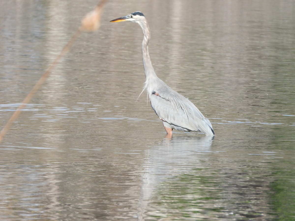 Great Blue Heron - ML642984779