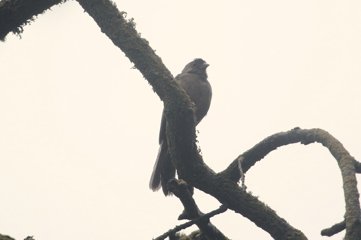 California Towhee - ML642984780