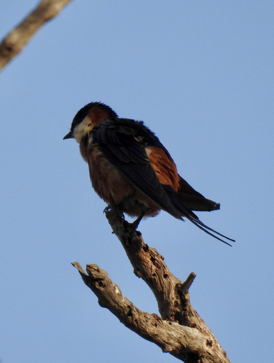 Mosque Swallow - ML642984783
