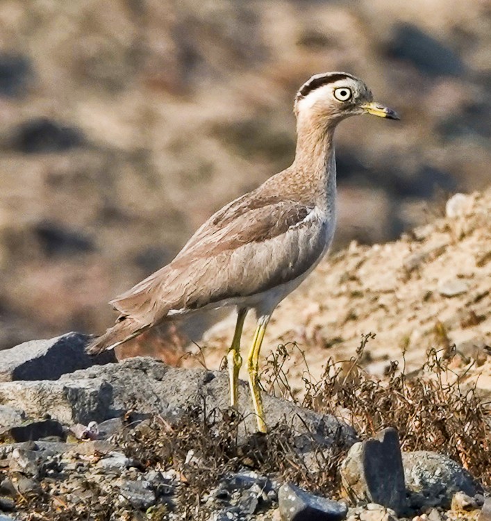 Peruvian Thick-knee - ML642984785