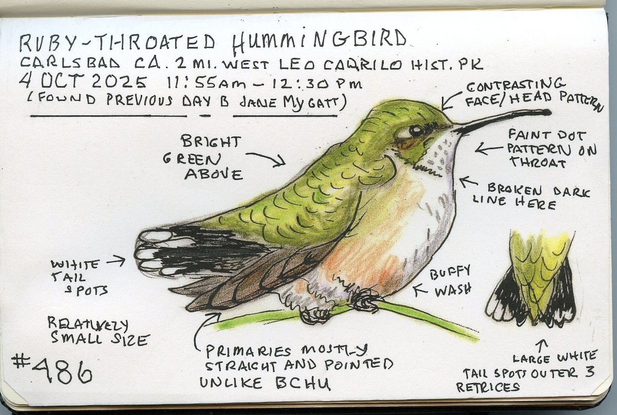 Ruby-throated Hummingbird - ML642984809