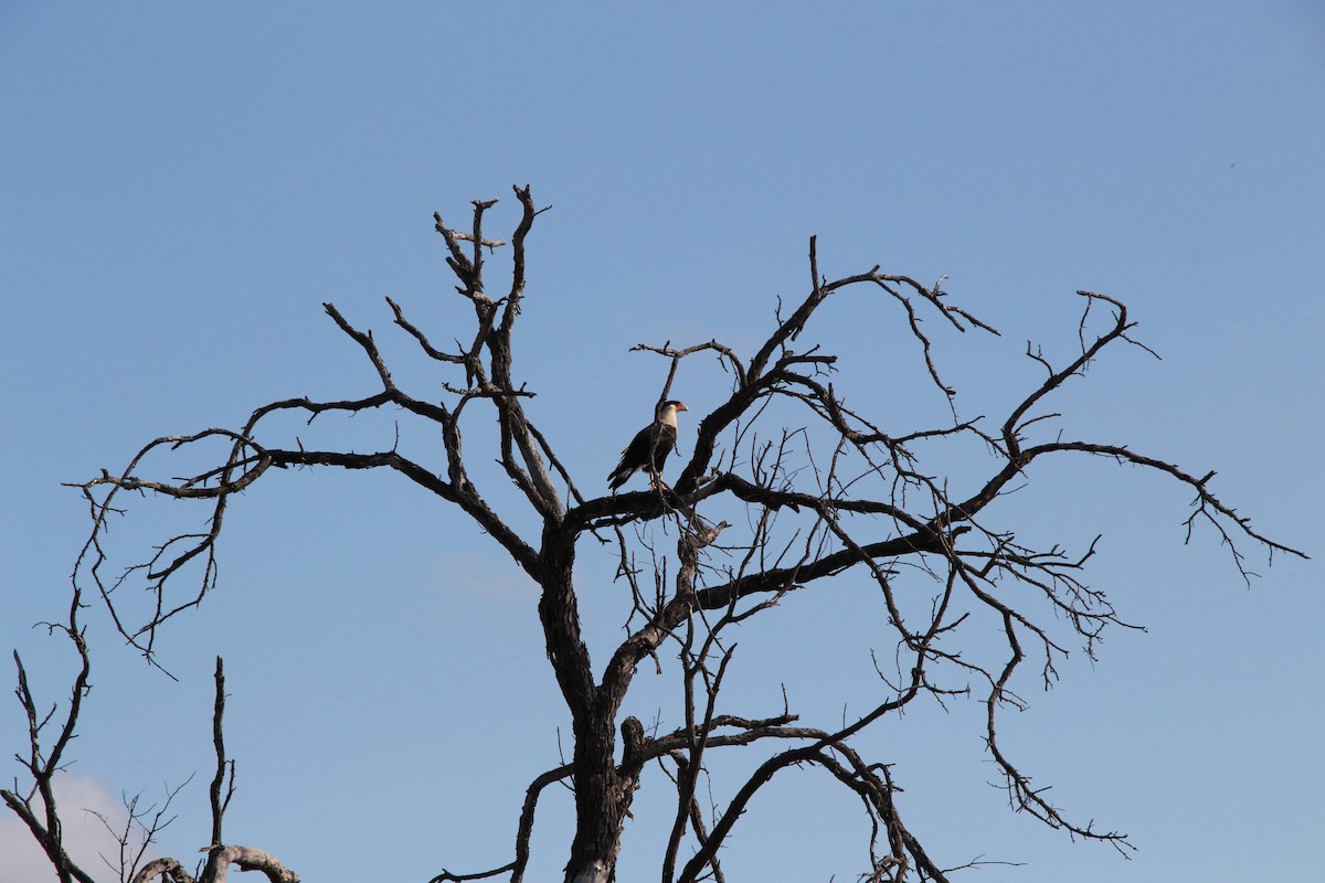 Crested Caracara - ML642984827