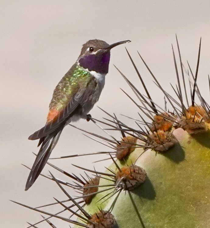 Oasis Hummingbird - ML642984830