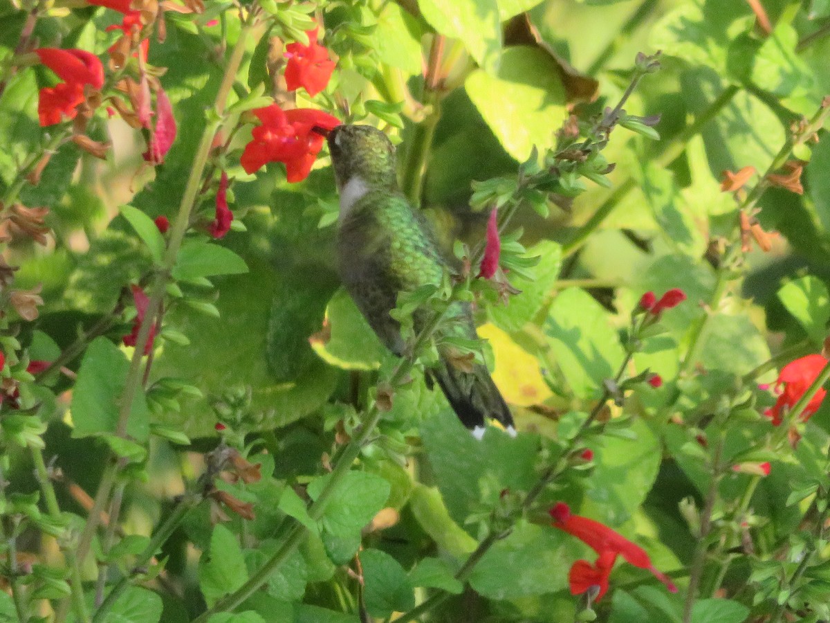Ruby-throated Hummingbird - ML642984848