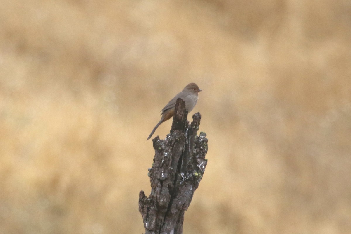 California Towhee - ML642984850