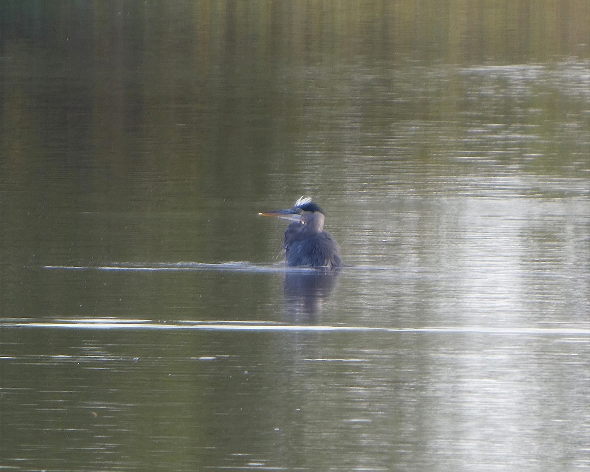 Great Blue Heron - ML642984851