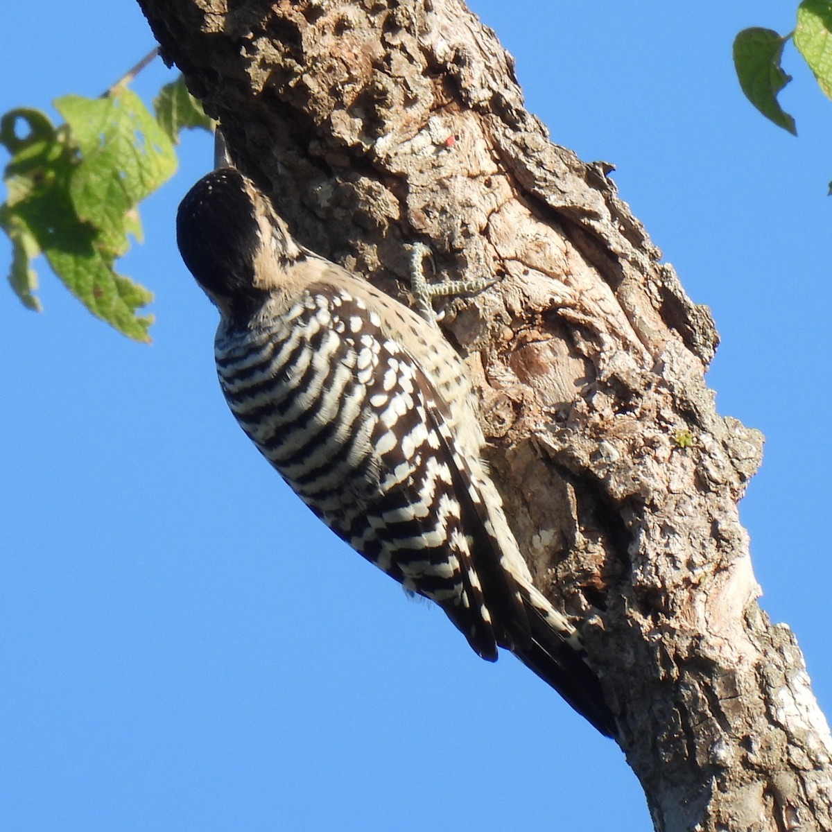 Ladder-backed Woodpecker - ML642984855