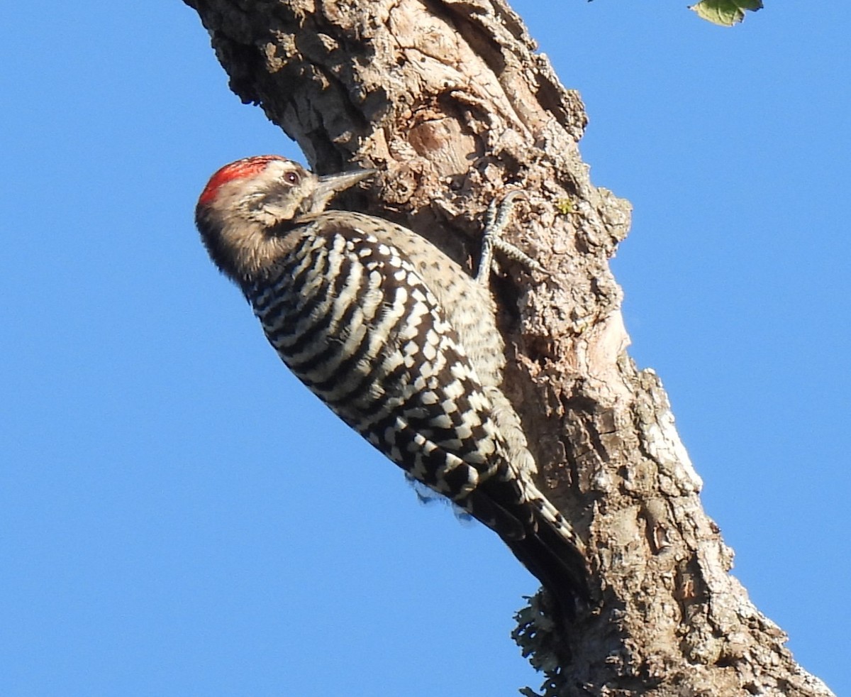 Ladder-backed Woodpecker - ML642984860