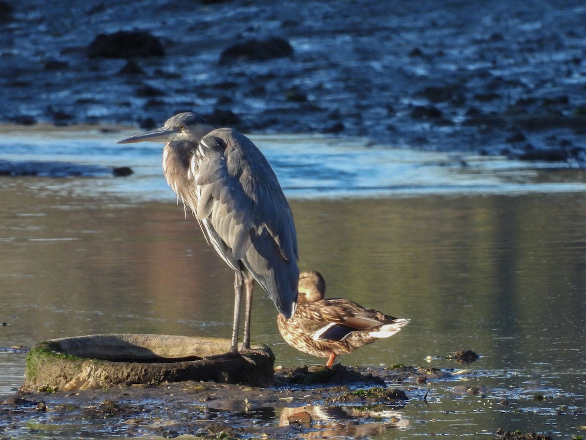 Great Blue Heron - ML642984862