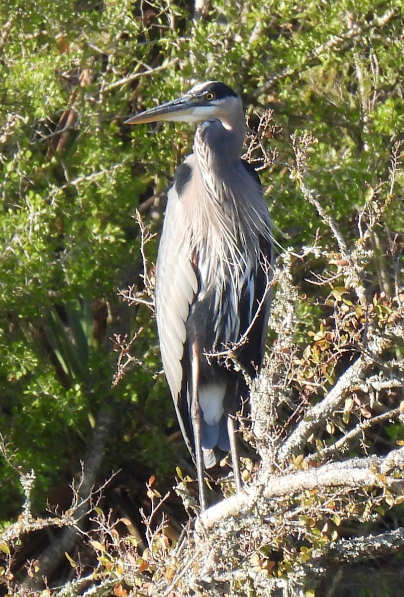 Great Blue Heron - ML642984866